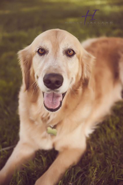 San Diego family Photography, San Diego Pet Photography, Holly Ireland Photography San Dieguito Park family photos