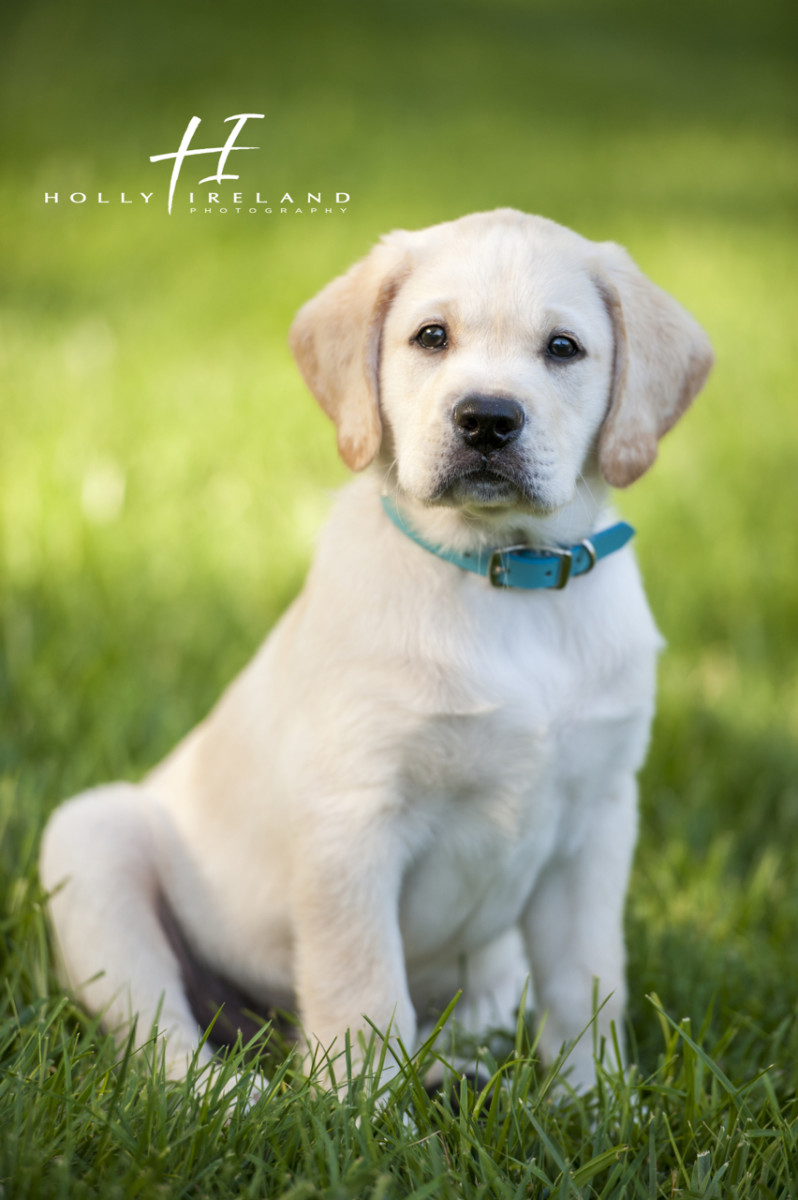 Cute lab puppy photography in Rancho Santa Fe CA