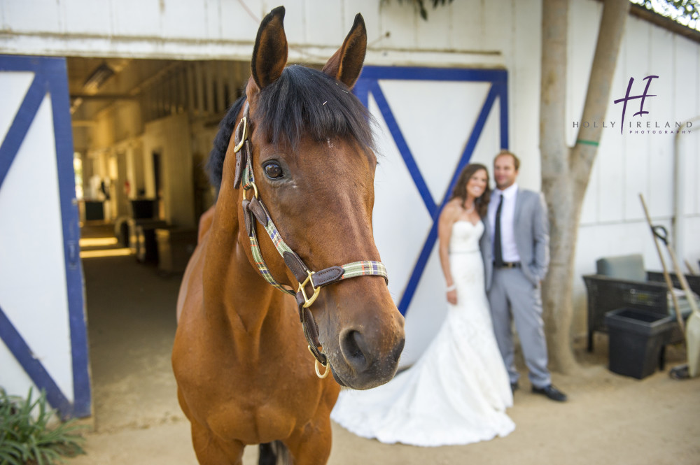 bride and groom with horse