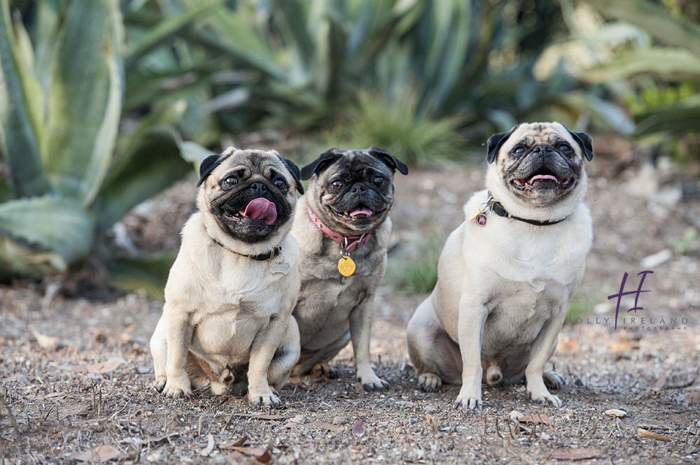 LaJolla-family-Portrait